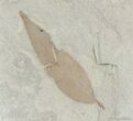 Two Fossil Willow Leafs - Green River Formation #3105-2